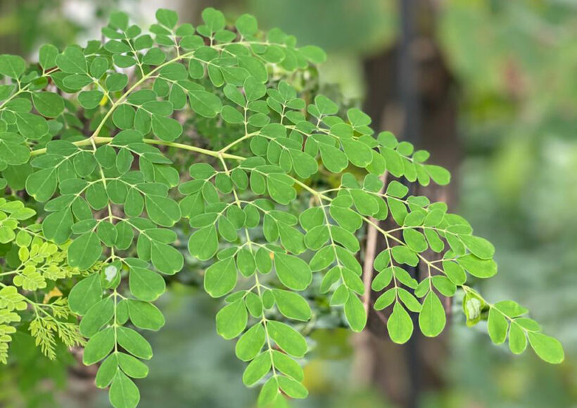 Moringa for Skin Remedies