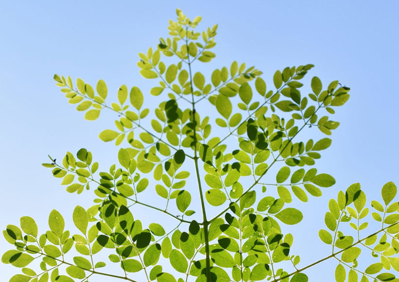 Nature’s Gold (Moringa Oleifera): Miracle Properties