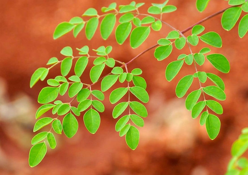 Moringa Can Treat the Side Effects of Cancer