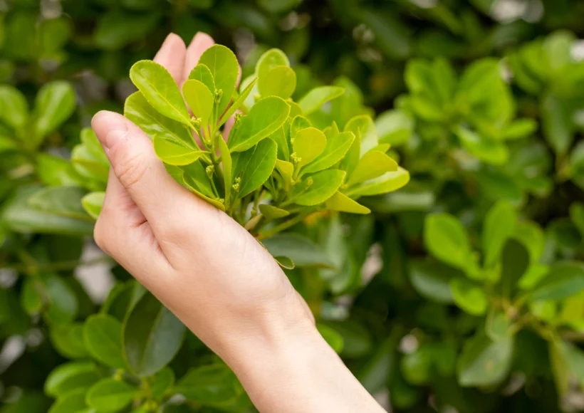 How Can Moringa Products Help In Eczema